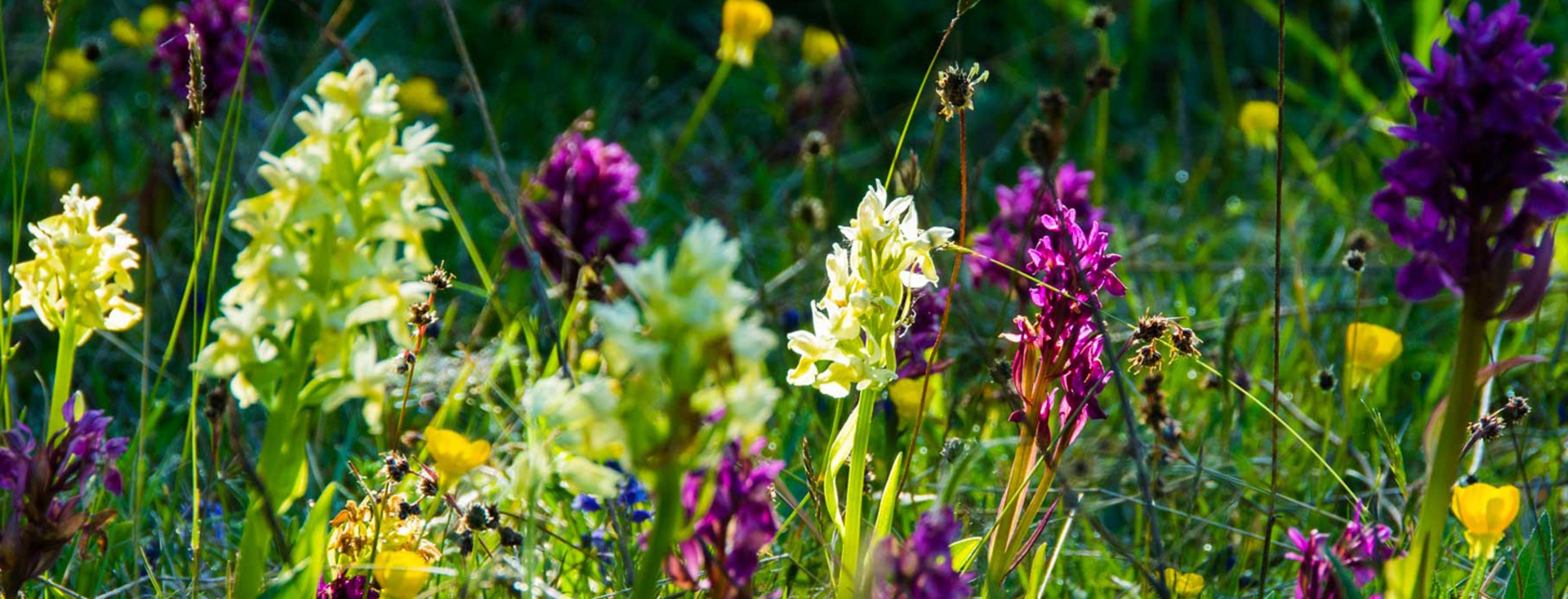 Gula och lila orkidéer omgivna av grönt gräs.