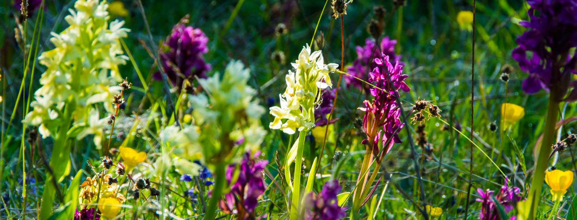 En stor andel gula, lila och blå orkideer är fotograferade på en sommaräng.